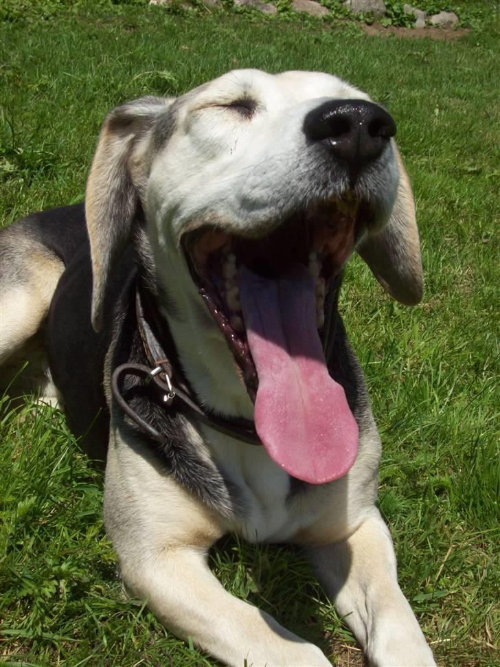 Dunker støver Tricho billede 2