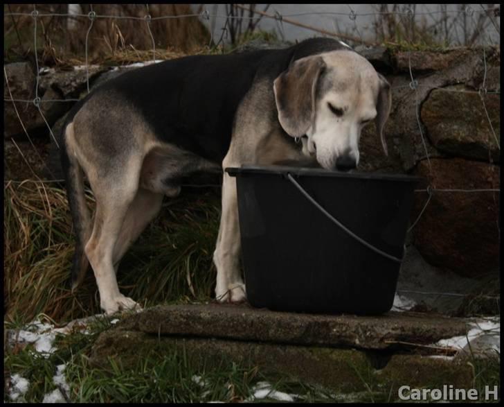 Dunker støver Tricho - Oppdatert: jan09 billede 3