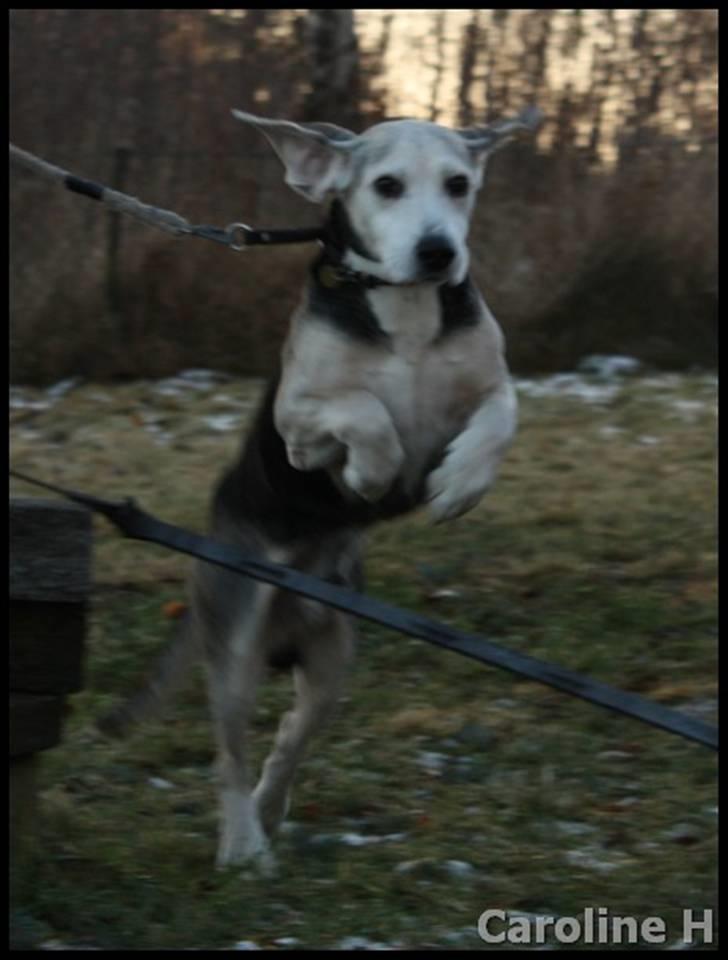 Dunker støver Tricho - Oppdatert: jan09 billede 4
