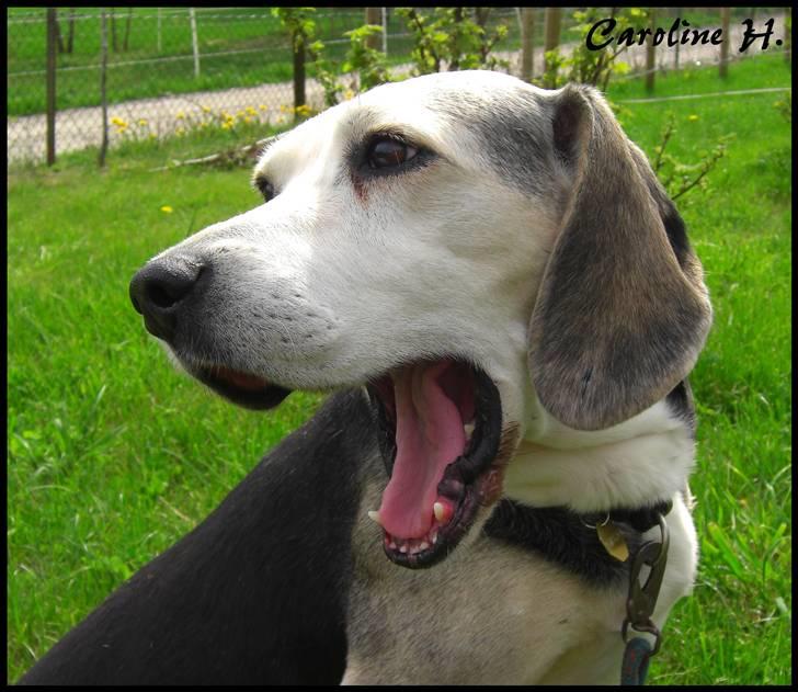 Dunker støver Tricho billede 5