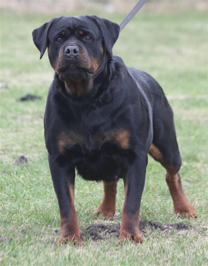 Rottweiler Vom Hause Wenorra Akira - Nyt billede 6