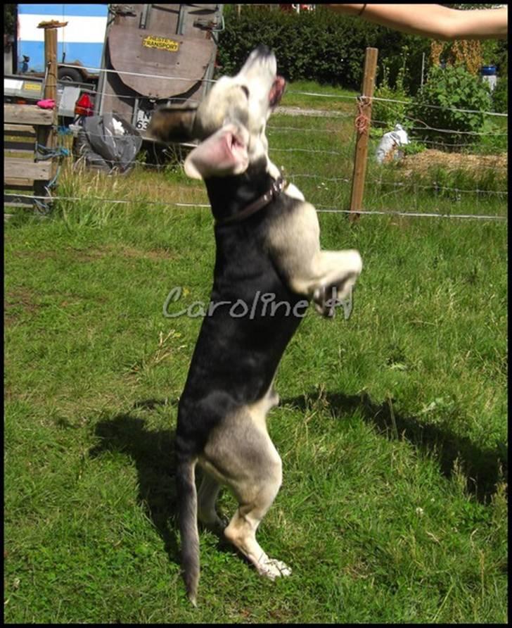 Dunker støver Tricho billede 6