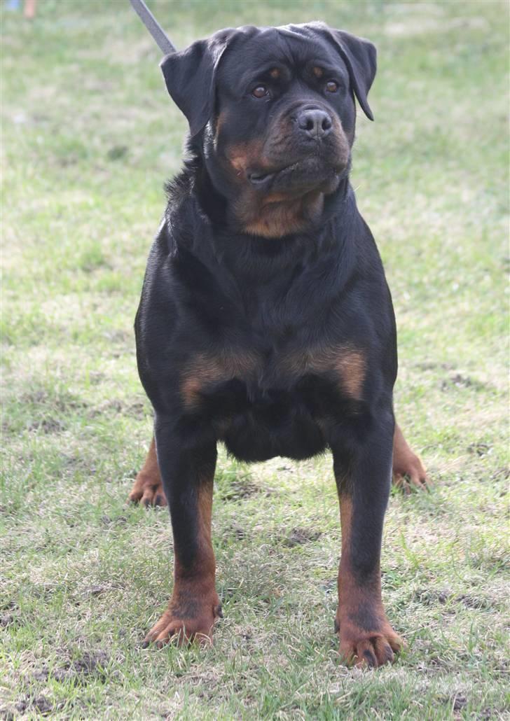 Rottweiler Vom Hause Wenorra Akira - Nyt billede 7