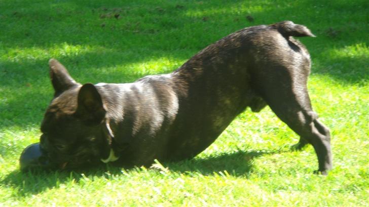 Fransk bulldog Diesel - Diesels flotte krop billede 12