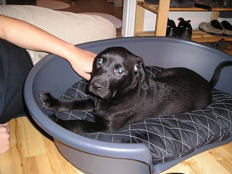 Labrador retriever Dico - Her fylder jeg ikke så meget i min kurv billede 10