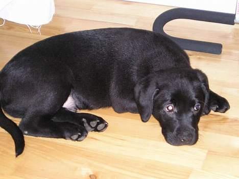 Labrador retriever Dico - Man skal jo huske at sove en del billede 11