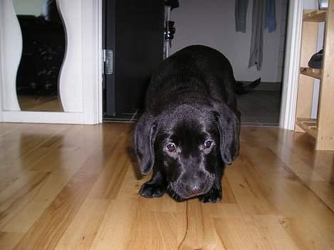 Labrador retriever Dico - Uha det er hårdt at være lille mig billede 12