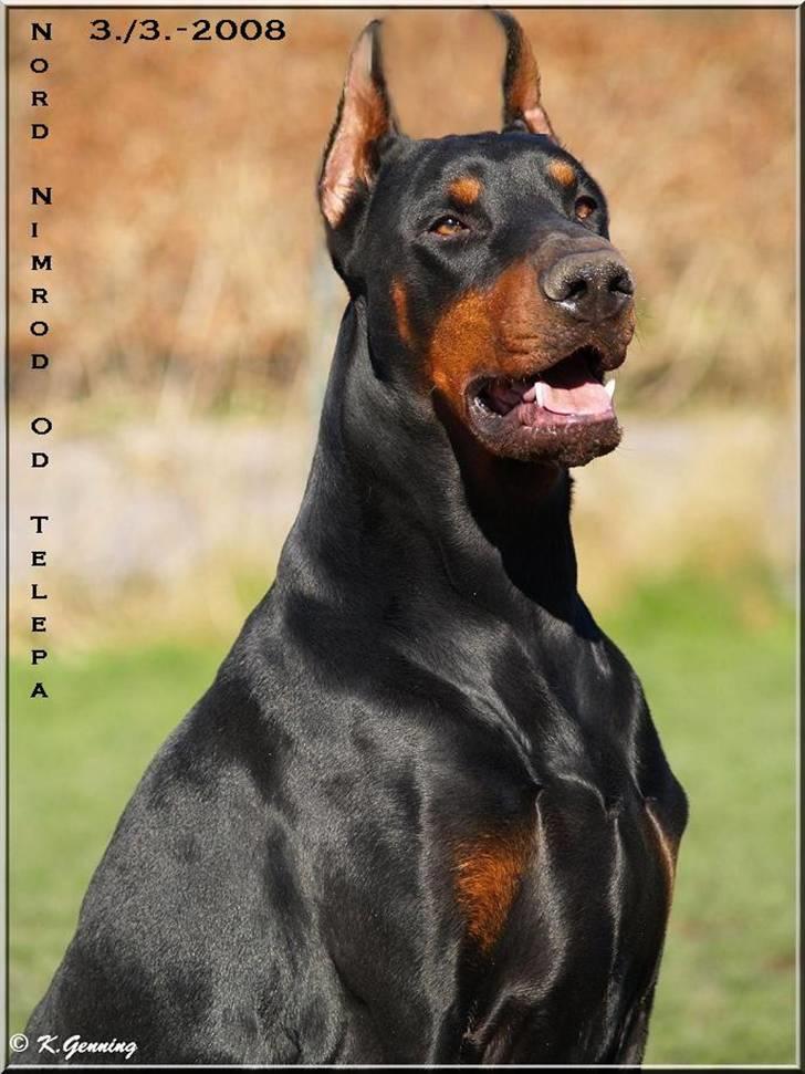 Dobermann Nord Nimrod Od Telepa (R.I.P.) - Han er blevet såååå stor og smuk :o)  billede 3