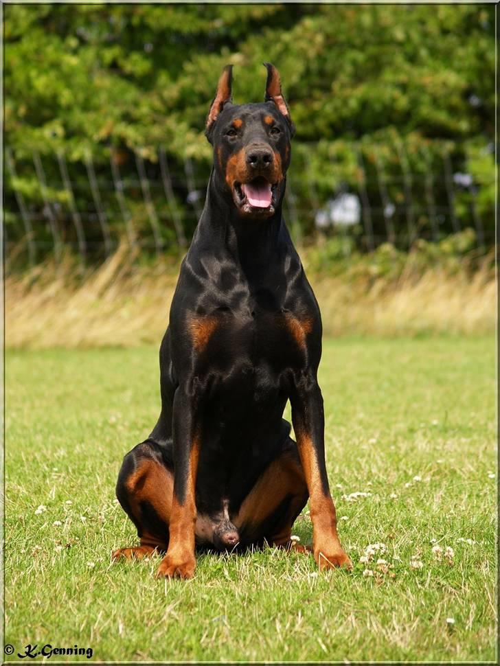 Dobermann Nord Nimrod Od Telepa (R.I.P.) - 24/7-2008 billede 4