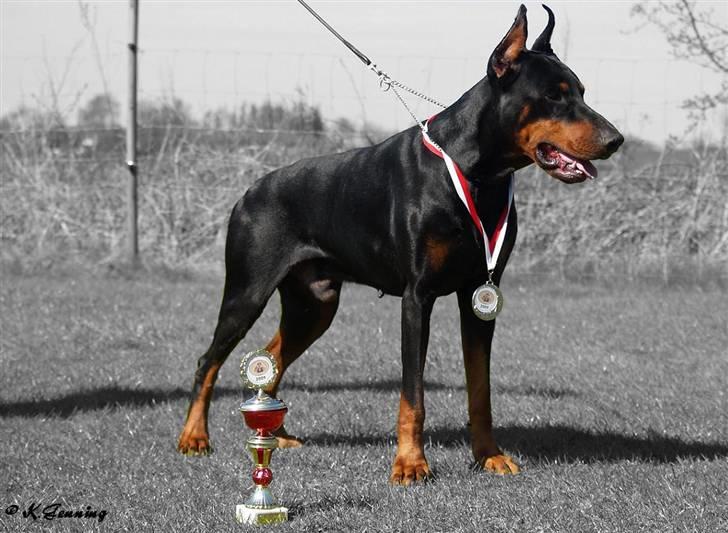 Dobermann Nord Nimrod Od Telepa (R.I.P.) - April 2009  billede 5