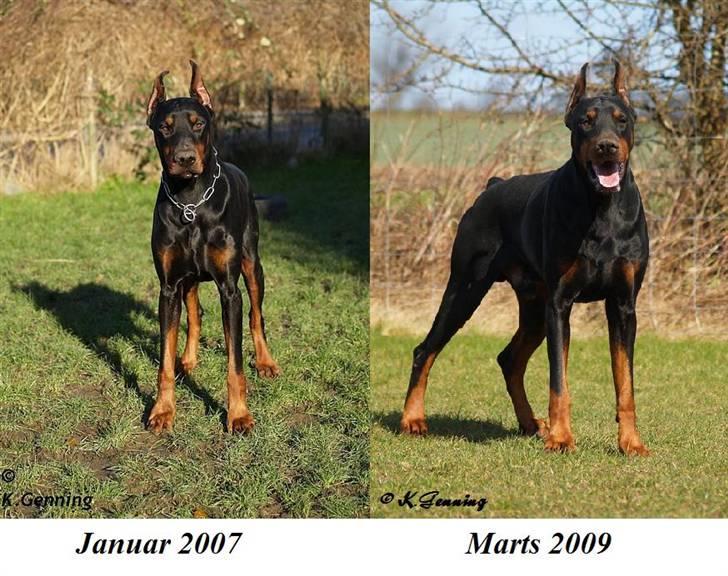 Dobermann Nord Nimrod Od Telepa (R.I.P.) - Smukke Zeus billede 6