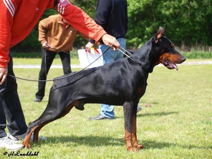 Dobermann Nord Nimrod Od Telepa (R.I.P.) - Blovstrød 17-5-2009 billede 7