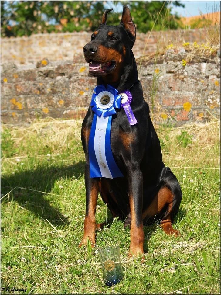 Dobermann Nord Nimrod Od Telepa (R.I.P.) - Vordingborg 27. juni 2009 billede 8