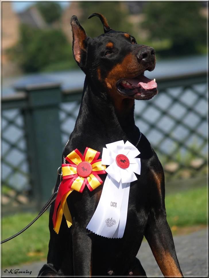 Dobermann Nord Nimrod Od Telepa (R.I.P.) billede 1