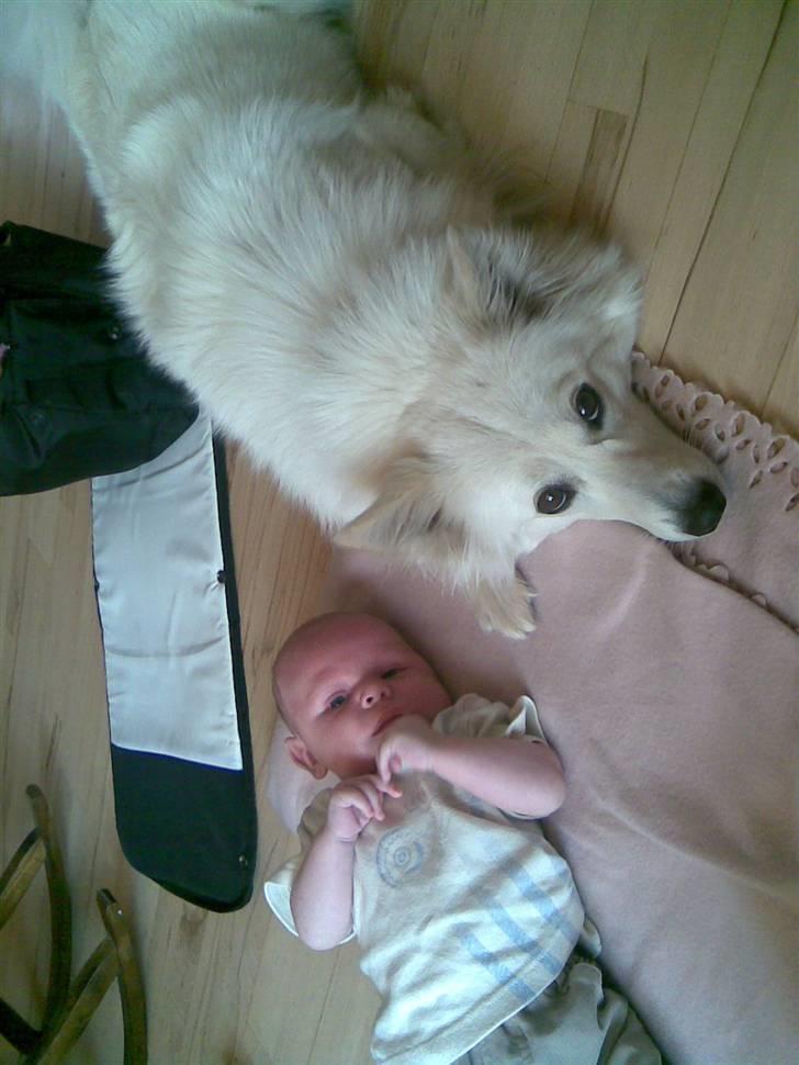 Dansk Spids Fie ( død 10 April 2020) - jubii jeg har fået en lille bror og ham passer jeg på billede 16