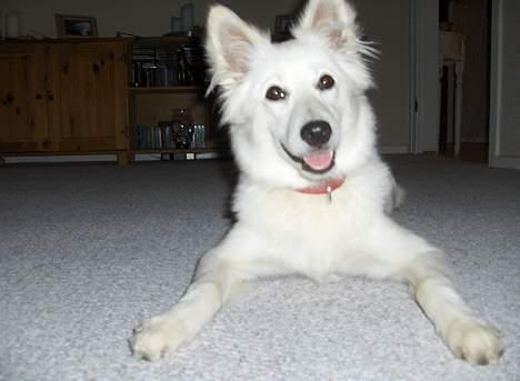 Dansk Spids Fie ( død 10 April 2020) - skal vi så ikke lege nu billede 17