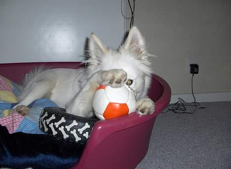 Dansk Spids Fie ( død 10 April 2020) - kan du se mig billede 18