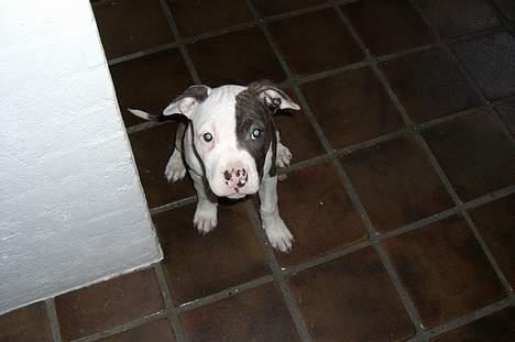 Blanding af racer Mille billede 11