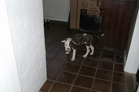 Blanding af racer Mille billede 12