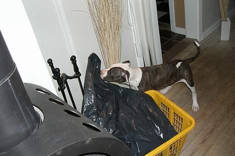 Blanding af racer Mille billede 13