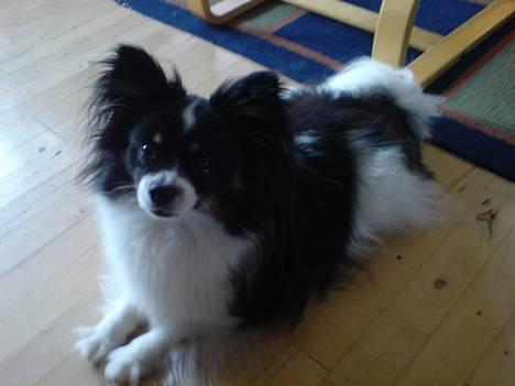 Papillon Elvis billede 1