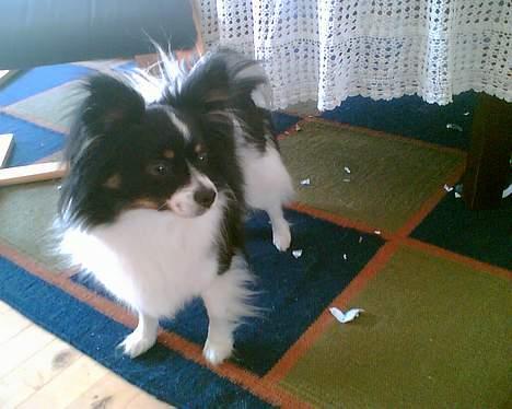 Papillon Elvis billede 2