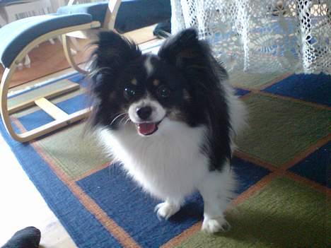 Papillon Elvis billede 3