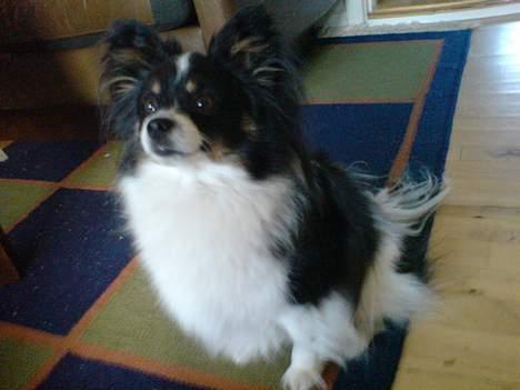 Papillon Elvis billede 4