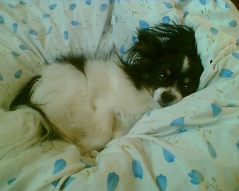 Papillon Elvis billede 5