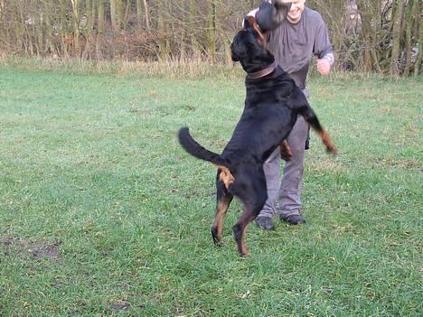 Rottweiler Brotus R.I.P billede 12