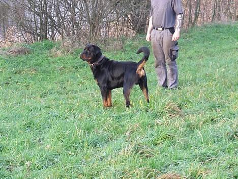 Rottweiler Brotus R.I.P billede 13