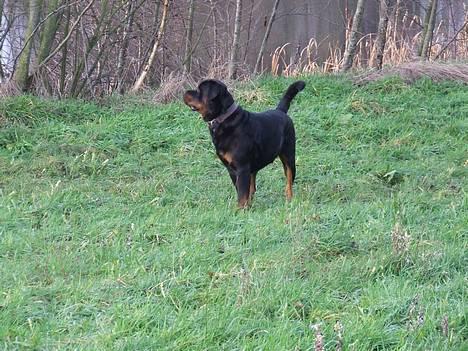 Rottweiler Brotus R.I.P billede 14