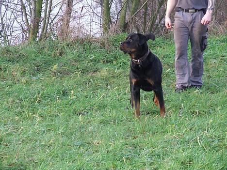 Rottweiler Brotus R.I.P billede 15