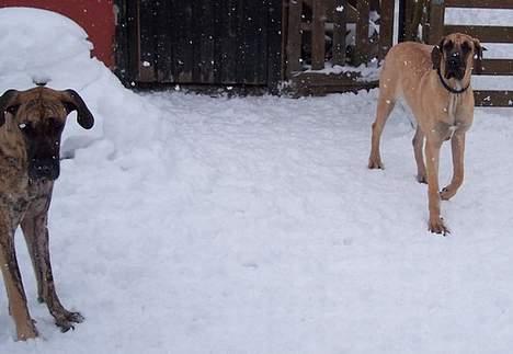 Grand danois Kørup´s Beth Hart billede 12