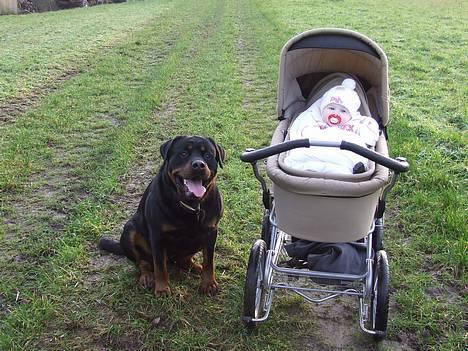 Rottweiler Brotus R.I.P billede 16