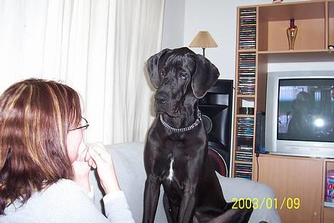 Grand danois Big Ben - Sidder og renser tænder med tandtråd, hvilket han syns er rigtig spændene. billede 18