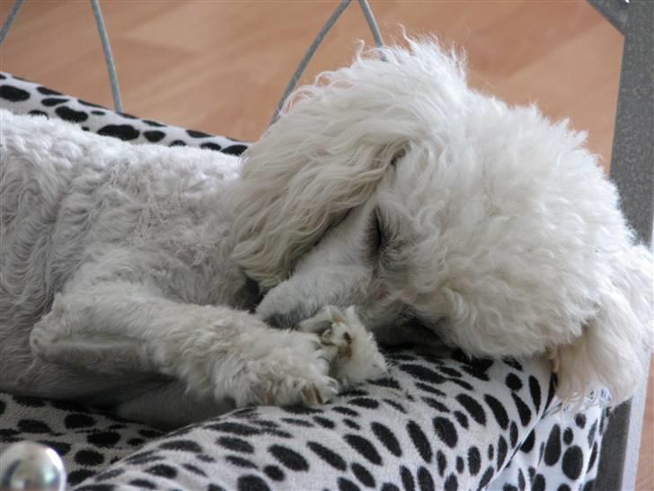 Dværgpuddel Bella billede 1