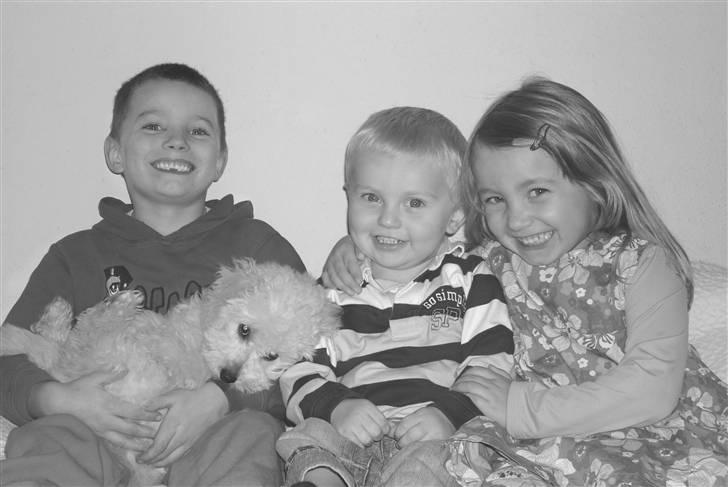 Dværgpuddel Bella billede 2