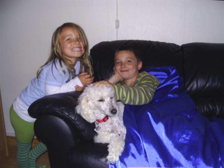 Dværgpuddel Bella billede 3