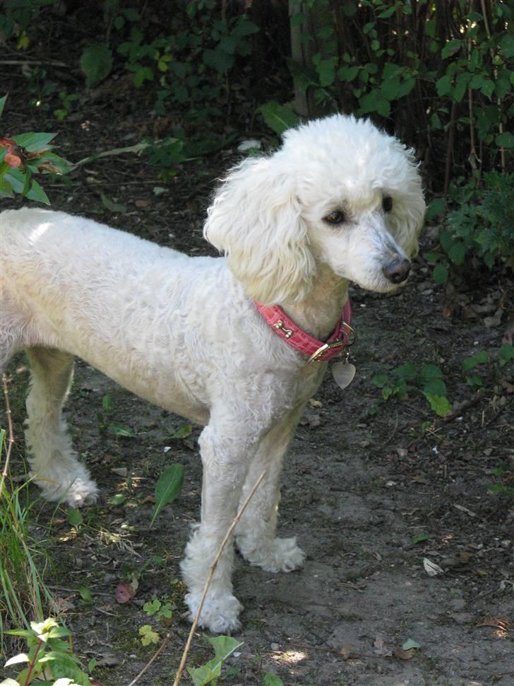 Dværgpuddel Bella billede 4