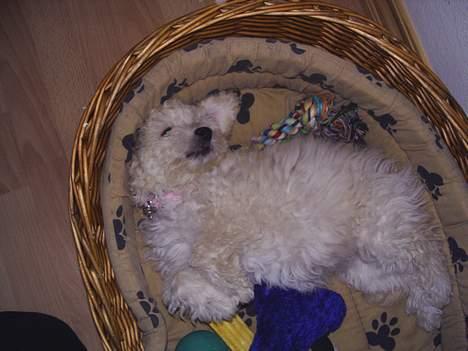 Dværgpuddel Bella billede 5