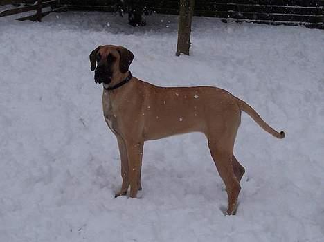 Grand danois Kørup´s Beth Hart billede 13