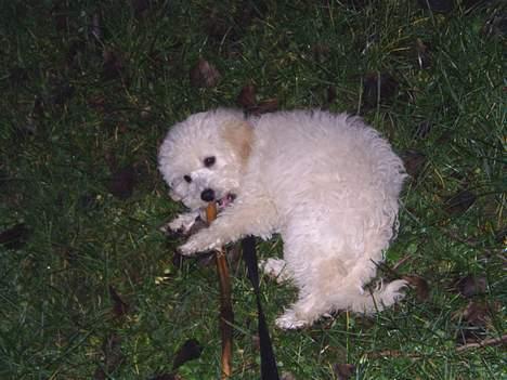 Dværgpuddel Bella billede 6