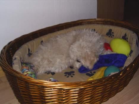 Dværgpuddel Bella billede 7