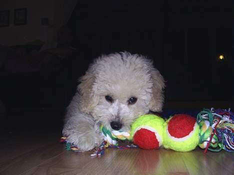 Dværgpuddel Bella billede 8