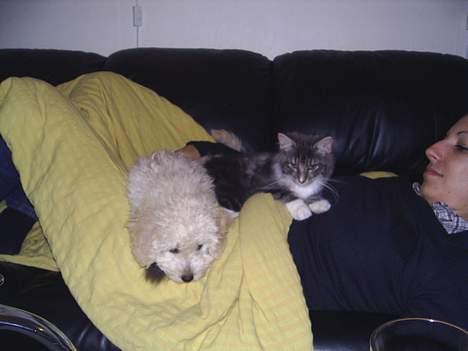 Dværgpuddel Bella billede 9