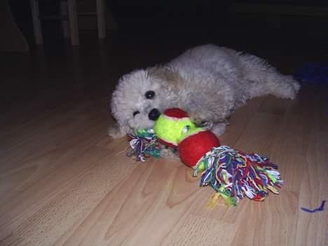 Dværgpuddel Bella billede 10