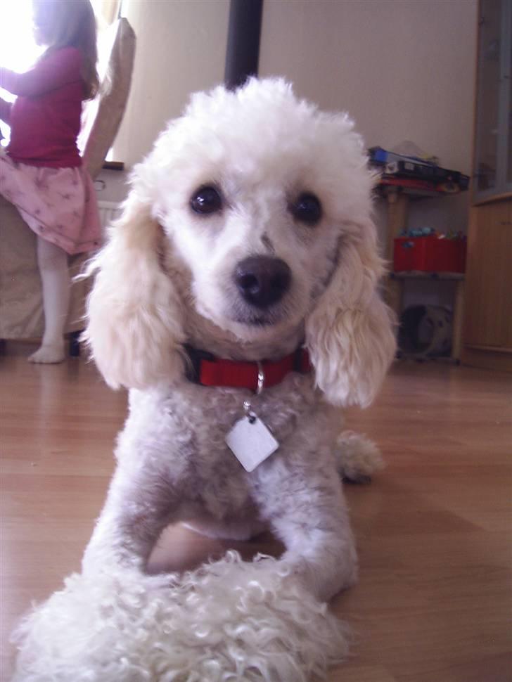 Dværgpuddel Bella billede 11