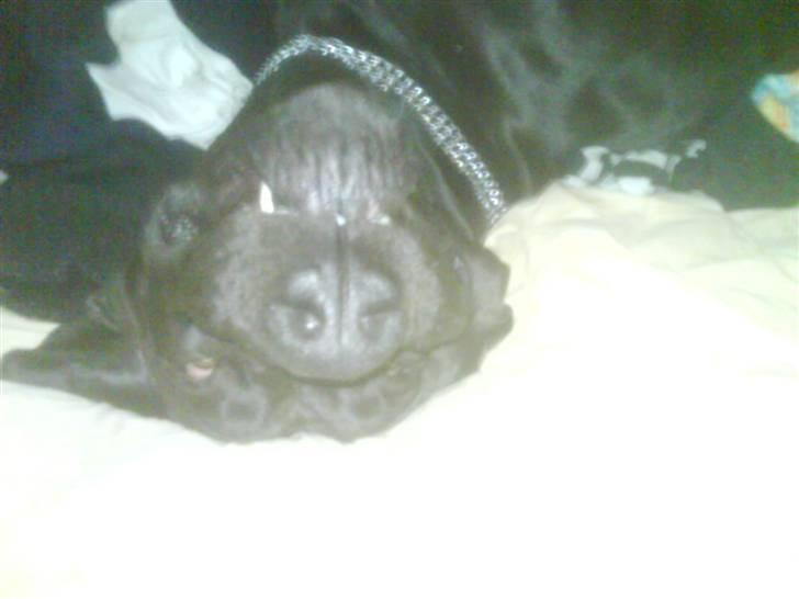 Grand danois Big Ben - Store kinder billede 19