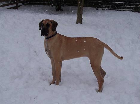 Grand danois Kørup´s Beth Hart billede 14